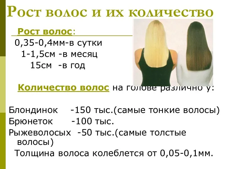 Рост волос и их количество Рост волос: 0,35-0,4мм-в сутки 1-1,5см -в