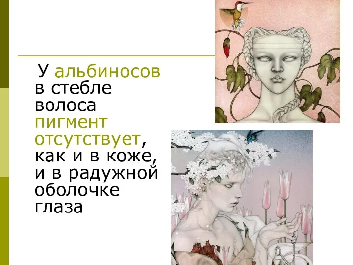 У альбиносов в стебле волоса пигмент отсутствует, как и в коже, и в радужной оболочке глаза