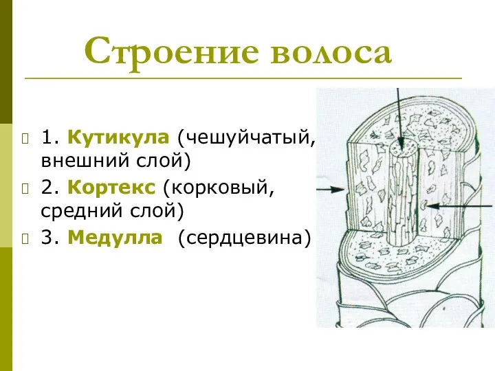 Строение волоса 1. Кутикула (чешуйчатый, внешний слой) 2. Кортекс (корковый, средний слой) 3. Медулла (сердцевина)