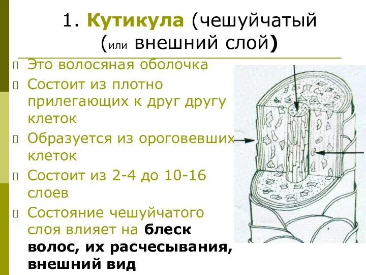 Это волосяная оболочка Состоит из плотно прилегающих к друг другу клеток