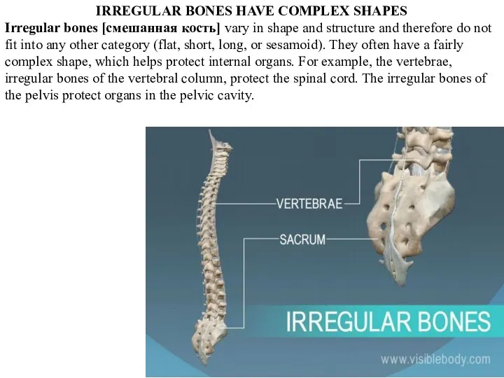 IRREGULAR BONES HAVE COMPLEX SHAPES Irregular bones [смешанная кость] vary in