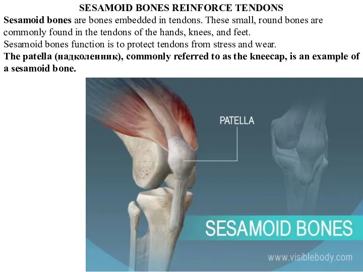 SESAMOID BONES REINFORCE TENDONS Sesamoid bones are bones embedded in tendons.