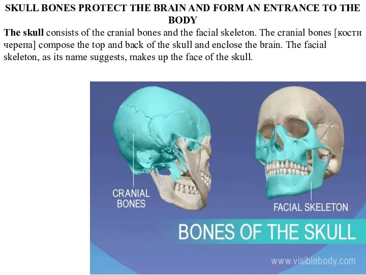SKULL BONES PROTECT THE BRAIN AND FORM AN ENTRANCE TO THE