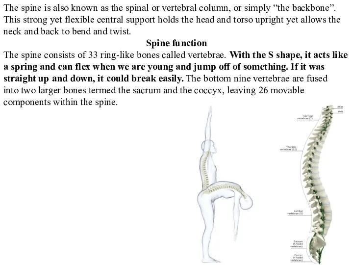 The spine is also known as the spinal or vertebral column,