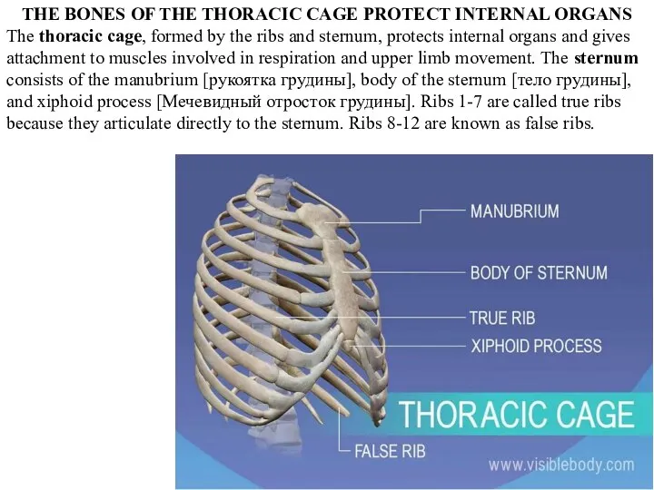 THE BONES OF THE THORACIC CAGE PROTECT INTERNAL ORGANS The thoracic