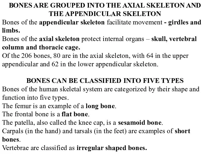 BONES ARE GROUPED INTO THE AXIAL SKELETON AND THE APPENDICULAR SKELETON