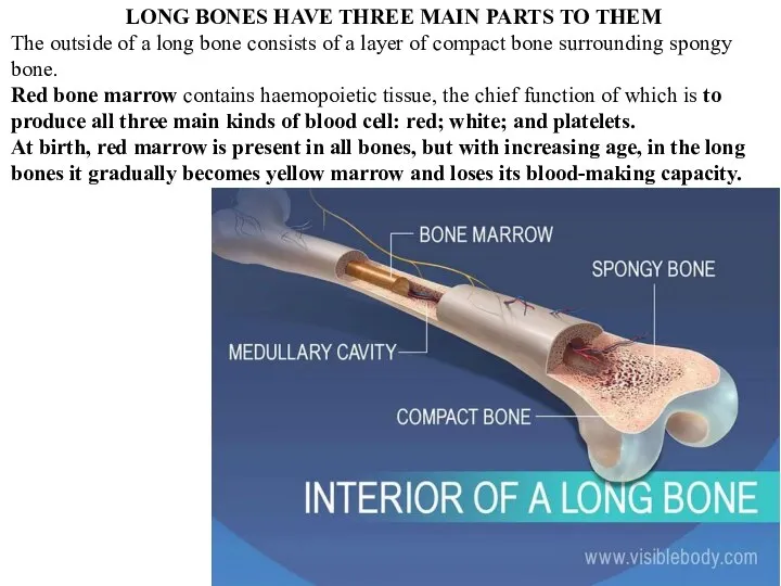 LONG BONES HAVE THREE MAIN PARTS TO THEM The outside of