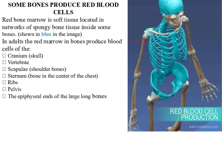 SOME BONES PRODUCE RED BLOOD CELLS Red bone marrow is soft