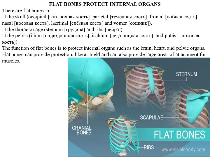 FLAT BONES PROTECT INTERNAL ORGANS There are flat bones in: 