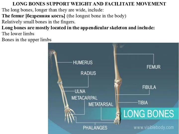 LONG BONES SUPPORT WEIGHT AND FACILITATE MOVEMENT The long bones, longer