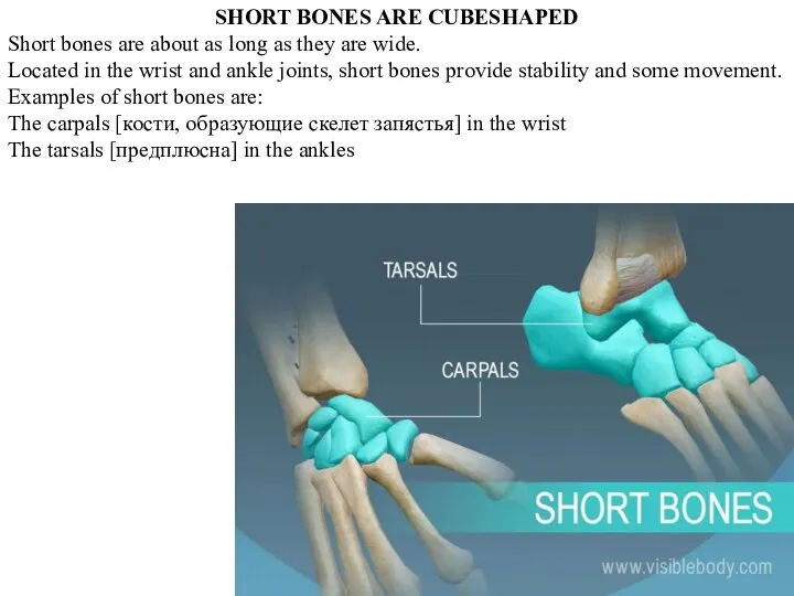 SHORT BONES ARE CUBESHAPED Short bones are about as long as