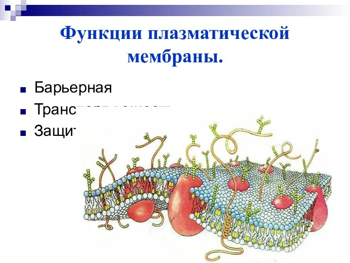 Функции плазматической мембраны. Барьерная Транспорт веществ Защитная