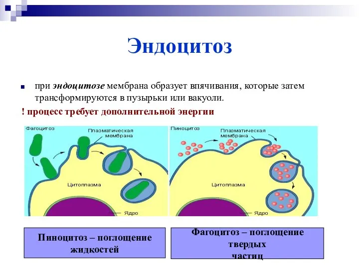 Эндоцитоз при эндоцитозе мембрана образует впячивания, которые затем трансформируются в пузырьки