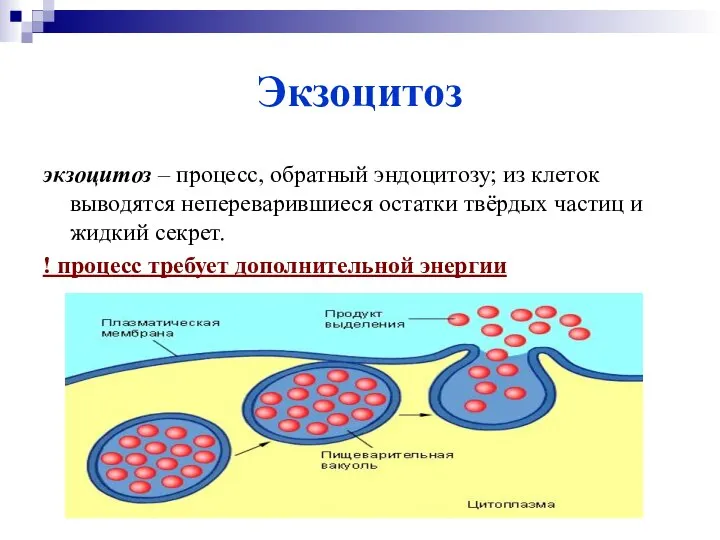 Экзоцитоз экзоцитоз – процесс, обратный эндоцитозу; из клеток выводятся непереварившиеся остатки