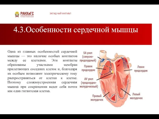 4.3.Особенности сердечной мышцы ЗАПАДНЫЙ ФИЛИАЛ Одна из главных особенностей сердечной мышцы