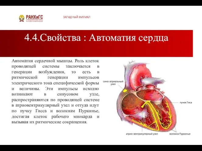 4.4.Свойства : Автоматия сердца ЗАПАДНЫЙ ФИЛИАЛ Автоматия сердечной мышцы. Роль клеток