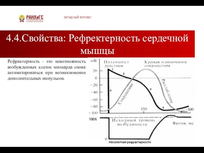 4.4.Свойства: Рефректерность сердечной мышцы ЗАПАДНЫЙ ФИЛИАЛ Рефрактерность - это невозможность возбужденных