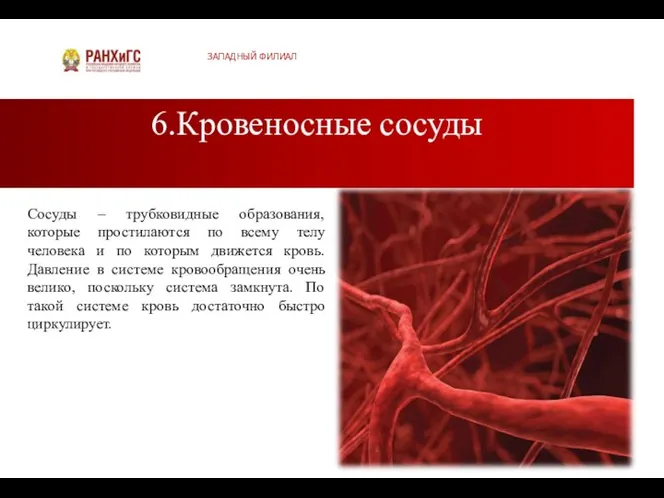 6.Кровеносные сосуды ЗАПАДНЫЙ ФИЛИАЛ Сосуды – трубковидные образования, которые простилаются по