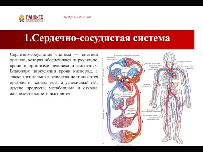 1.Сердечно-сосудистая система ЗАПАДНЫЙ ФИЛИАЛ Сердечно-сосудистая система — система органов, которая обеспечивает