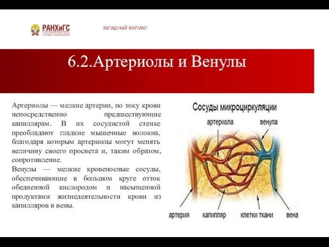 6.2.Артериолы и Венулы ЗАПАДНЫЙ ФИЛИАЛ Артериолы — мелкие артерии, по току