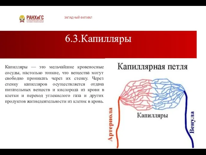 6.3.Капилляры ЗАПАДНЫЙ ФИЛИАЛ Капилляры — это мельчайшие кровеносные сосуды, настолько тонкие,