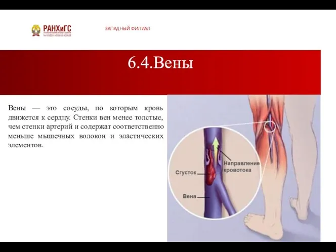 6.4.Вены ЗАПАДНЫЙ ФИЛИАЛ Вены — это сосуды, по которым кровь движется