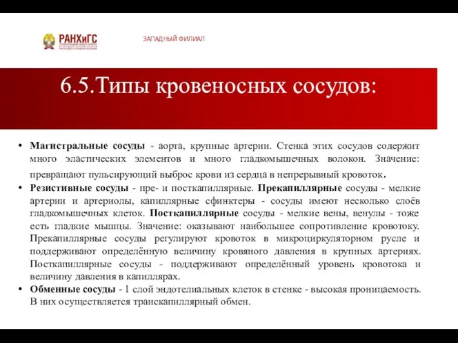 6.5.Типы кровеносных сосудов: ЗАПАДНЫЙ ФИЛИАЛ Магистральные сосуды - аорта, крупные артерии.