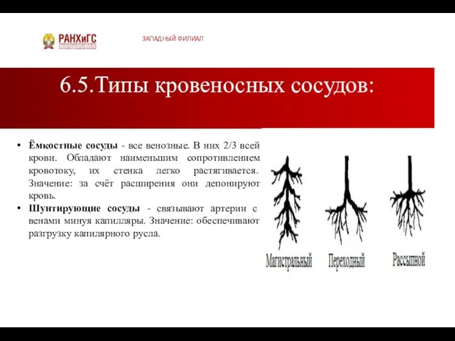 6.5.Типы кровеносных сосудов: ЗАПАДНЫЙ ФИЛИАЛ Ёмкостные сосуды - все венозные. В