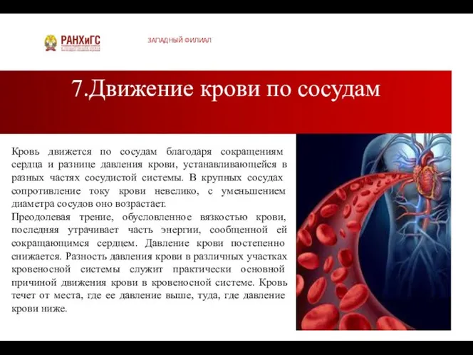 7.Движение крови по сосудам ЗАПАДНЫЙ ФИЛИАЛ Кровь движется по сосу­дам благодаря