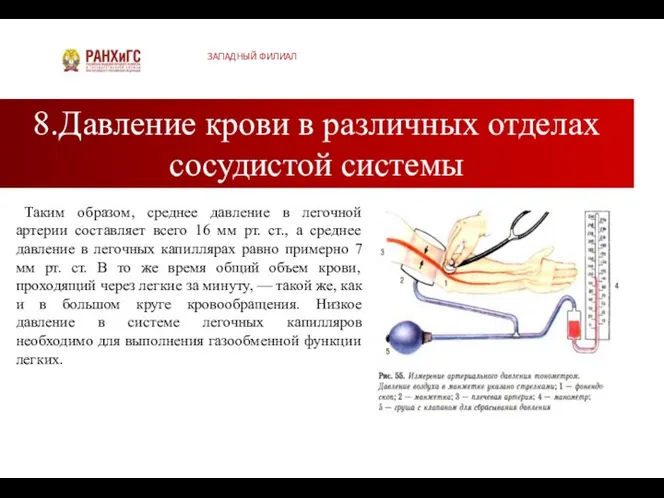 8.Давление крови в различных отделах сосудистой системы ЗАПАДНЫЙ ФИЛИАЛ Таким образом,