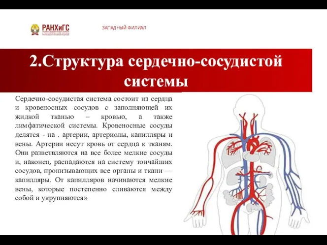 2.Структура сердечно-сосудистой системы ЗАПАДНЫЙ ФИЛИАЛ Сердечно-сосудистая система состоит из сердца и