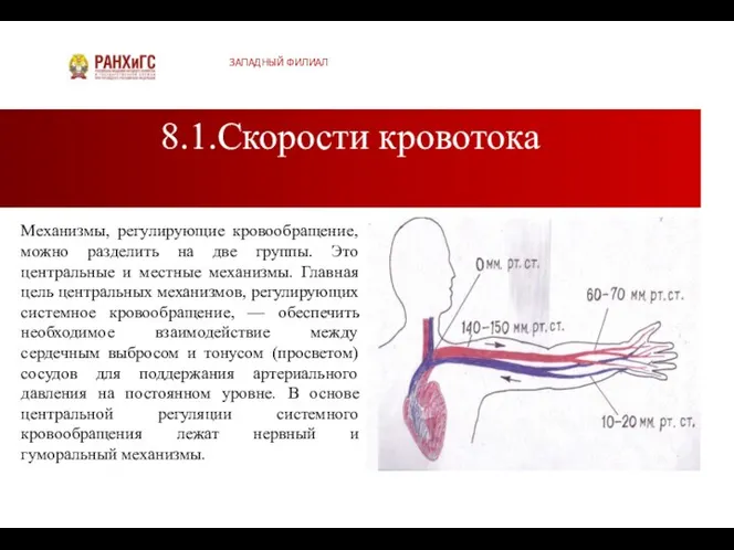 8.1.Скорости кровотока ЗАПАДНЫЙ ФИЛИАЛ Механизмы, регулирующие кровообращение, можно разделить на две