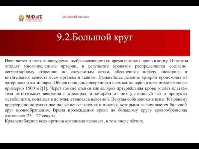 9.2.Большой круг ЗАПАДНЫЙ ФИЛИАЛ Начинается из левого желудочка, выбрасывающего во время