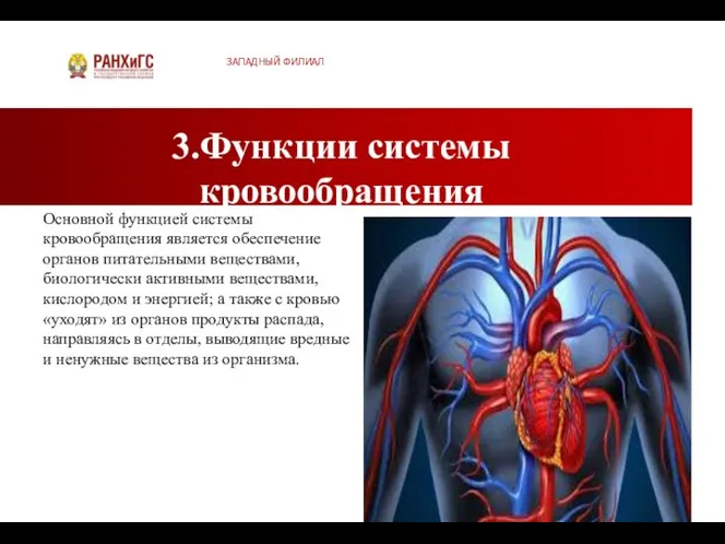 3.Функции системы кровообращения ЗАПАДНЫЙ ФИЛИАЛ Основной функцией системы кровообращения является обеспечение