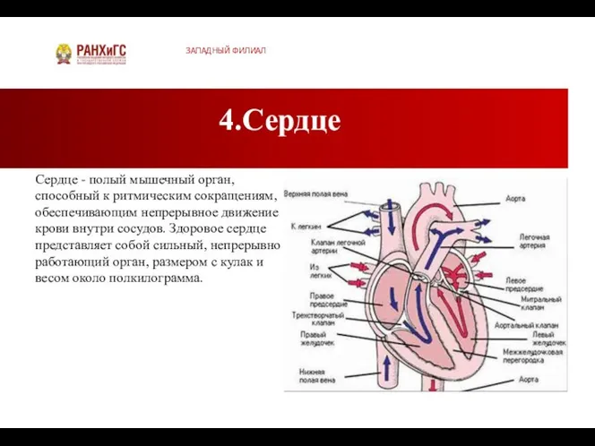 4.Сердце ЗАПАДНЫЙ ФИЛИАЛ Сердце - полый мышечный орган, способный к ритмическим