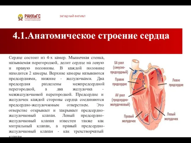 4.1.Анатомическое строение сердца ЗАПАДНЫЙ ФИЛИАЛ Сердце состоит из 4-х камер. Мышечная