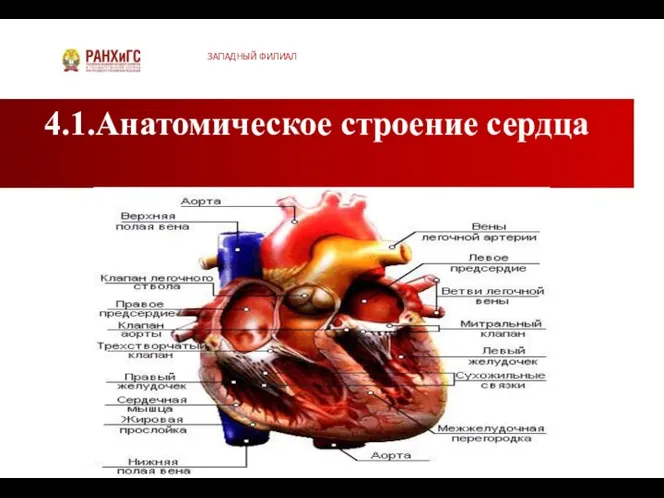 4.1.Анатомическое строение сердца ЗАПАДНЫЙ ФИЛИАЛ