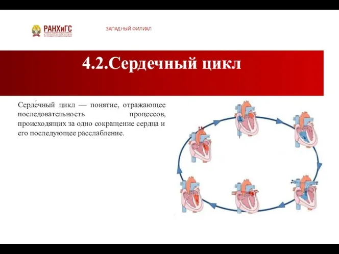 4.2.Сердечный цикл ЗАПАДНЫЙ ФИЛИАЛ Серде́чный цикл — понятие, отражающее последовательность процессов,