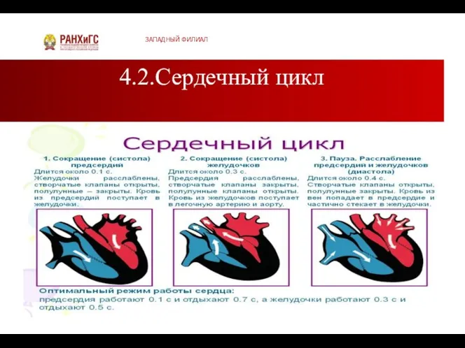 4.2.Сердечный цикл ЗАПАДНЫЙ ФИЛИАЛ