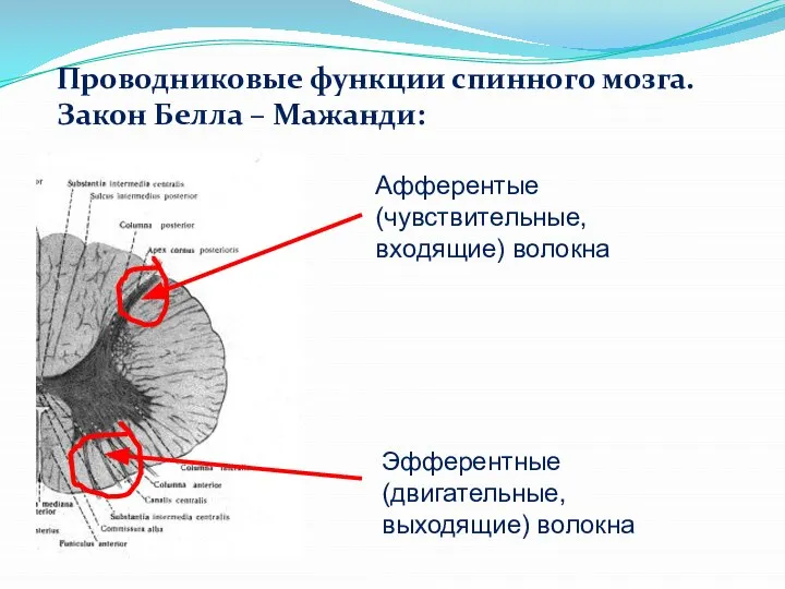 Проводниковые функции спинного мозга. Закон Белла – Мажанди: Афферентые (чувствительные, входящие) волокна Эфферентные (двигательные, выходящие) волокна