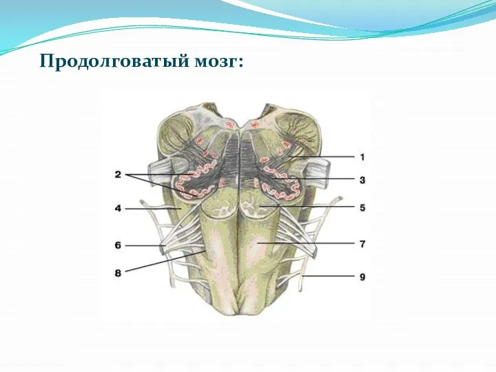 Продолговатый мозг: