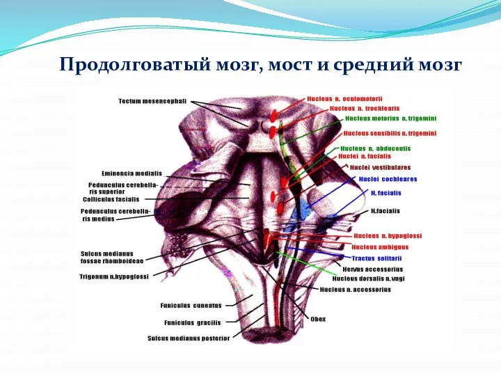 Продолговатый мозг, мост и средний мозг