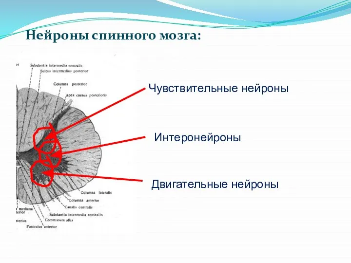 Нейроны спинного мозга: Чувствительные нейроны Интеронейроны Двигательные нейроны