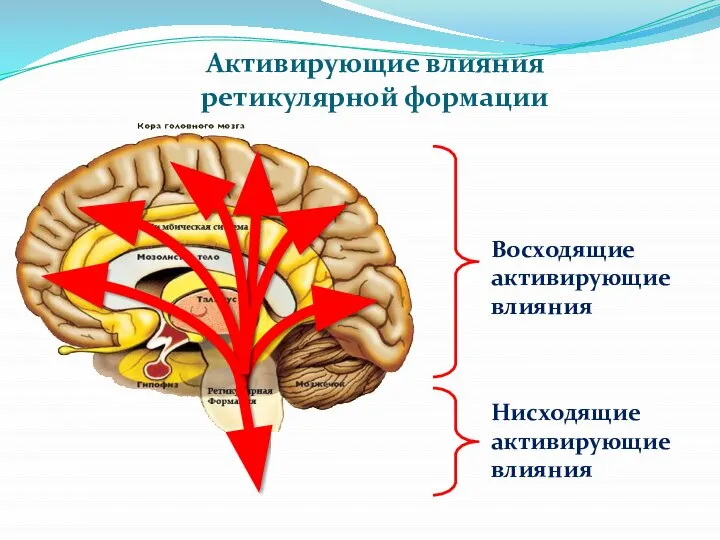 Активирующие влияния ретикулярной формации Восходящие активирующие влияния Нисходящие активирующие влияния