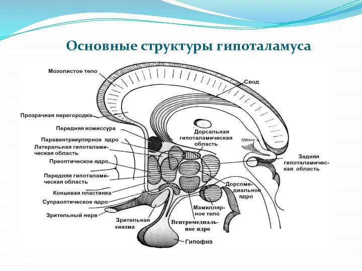 Основные структуры гипоталамуса