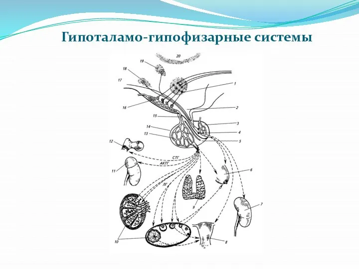 Гипоталамо-гипофизарные системы