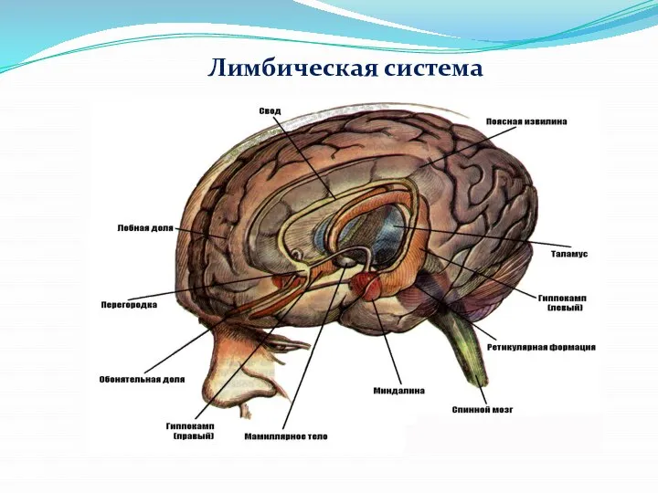 Лимбическая система