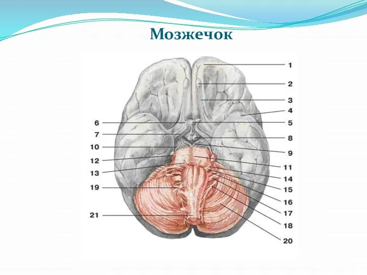 Мозжечок