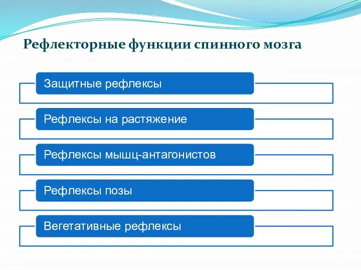 Рефлекторные функции спинного мозга