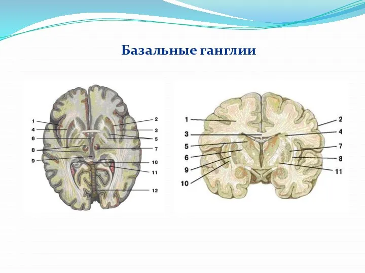 Базальные ганглии